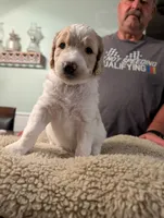 Kelly, a female Goldendoodle for sale in Conway, SC – 1 of 6