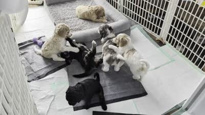 Princess, a female Goldendoodle for sale in Conway, SC – 4 of 6