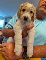 Kelly, a female Goldendoodle for sale in Conway, SC – 3 of 7