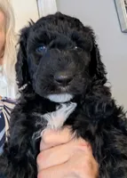 Ebony, a female Goldendoodle for sale in Conway, SC – 1 of 7