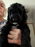 Ebony, a female Goldendoodle for sale in Conway, SC – 2 of 7