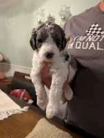 Grayson, a male Goldendoodle for sale in Conway, SC – 4 of 4