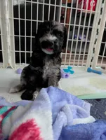 Arianna, a female Goldendoodle for sale in Conway, SC – 2 of 5