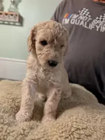 Simba, a male Goldendoodle for sale in Conway, SC – 5 of 7