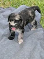 Arianna, a female Goldendoodle for sale in Conway, SC – 3 of 5