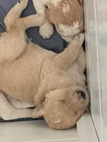 Simba, a male Goldendoodle for sale in Conway, SC – 2 of 7