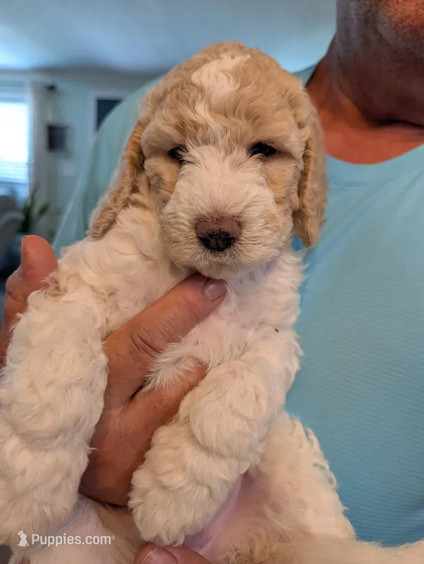 Chanel – Goldendoodle puppy for sale in Conway, SC