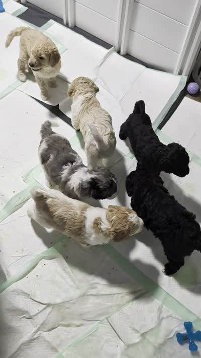 Grayson, a male Goldendoodle for sale in Conway, SC – 6 of 6