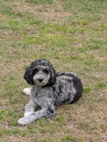 Ebony, a female Goldendoodle for sale in Conway, SC – 7 of 7