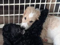 Princess, a female Goldendoodle for sale in Conway, SC – 4 of 8