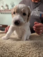 Georgia, a female Goldendoodle for sale in Conway, SC – 2 of 6