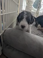 Grayson, a male Goldendoodle for sale in Conway, SC – 3 of 4