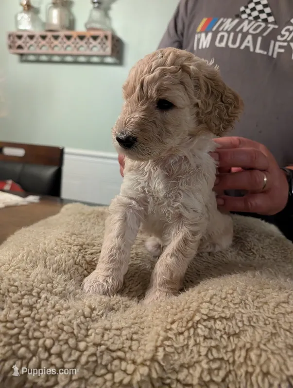 Simba – Goldendoodle puppy for sale in Conway, SC