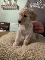 Simba, a male Goldendoodle for sale in Conway, SC – 1 of 7