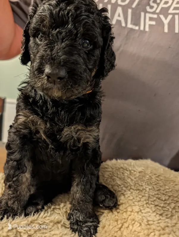 Raven – Goldendoodle puppy for sale in Conway, SC