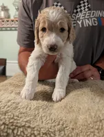 Princess, a female Goldendoodle for sale in Conway, SC – 2 of 6