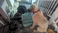 Princess, a female Goldendoodle for sale in Conway, SC – 5 of 6