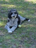 Kelly, a female Goldendoodle for sale in Conway, SC – 4 of 6