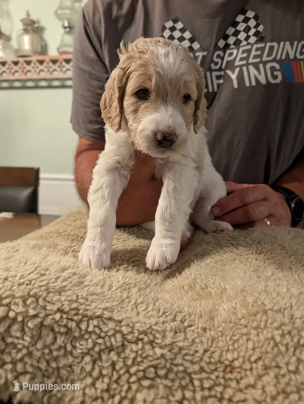 Princess – Goldendoodle puppy for sale in Conway, SC