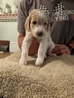 Princess, a female Goldendoodle for sale in Conway, SC – 1 of 6