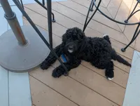Ebony, a female Goldendoodle for sale in Conway, SC – 3 of 7