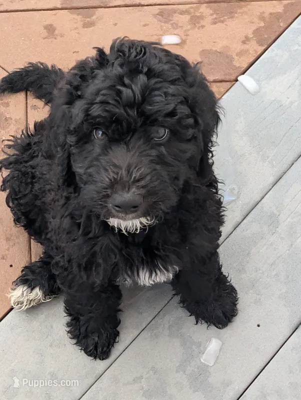 Ebony – Goldendoodle puppy for sale in Conway, SC