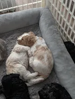 Chanel , a female Goldendoodle for sale in Conway, SC – 3 of 6