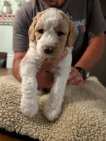 Chanel , a female Goldendoodle for sale in Conway, SC – 2 of 6
