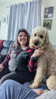 Raven, a female Goldendoodle for sale in Conway, SC – 3 of 4