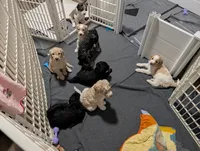 Raven, a female Goldendoodle for sale in Conway, SC – 2 of 4