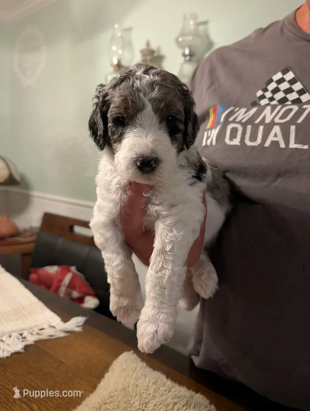Grayson – Goldendoodle puppy on hold in Conway, SC