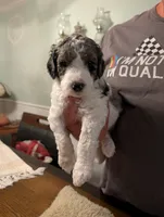 Grayson, a male Goldendoodle for sale in Conway, SC – 1 of 6