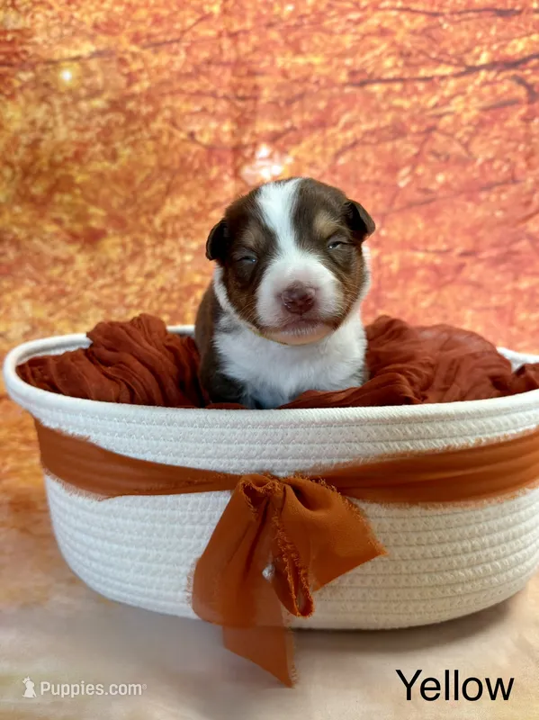 Raven – Australian Shepherd puppy for sale in Corinna, ME