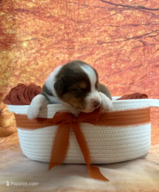 Luna – Australian Shepherd puppy for sale in Corinna, ME