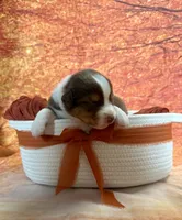 Luna, a female Australian Shepherd for sale in Corinna, ME – 1 of 1