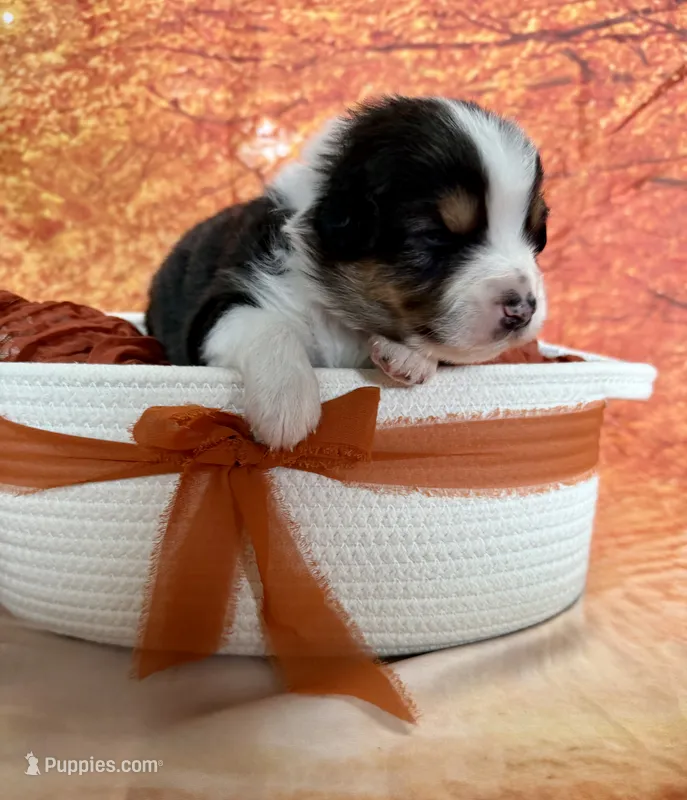 Jack – Australian Shepherd puppy for sale in Corinna, ME