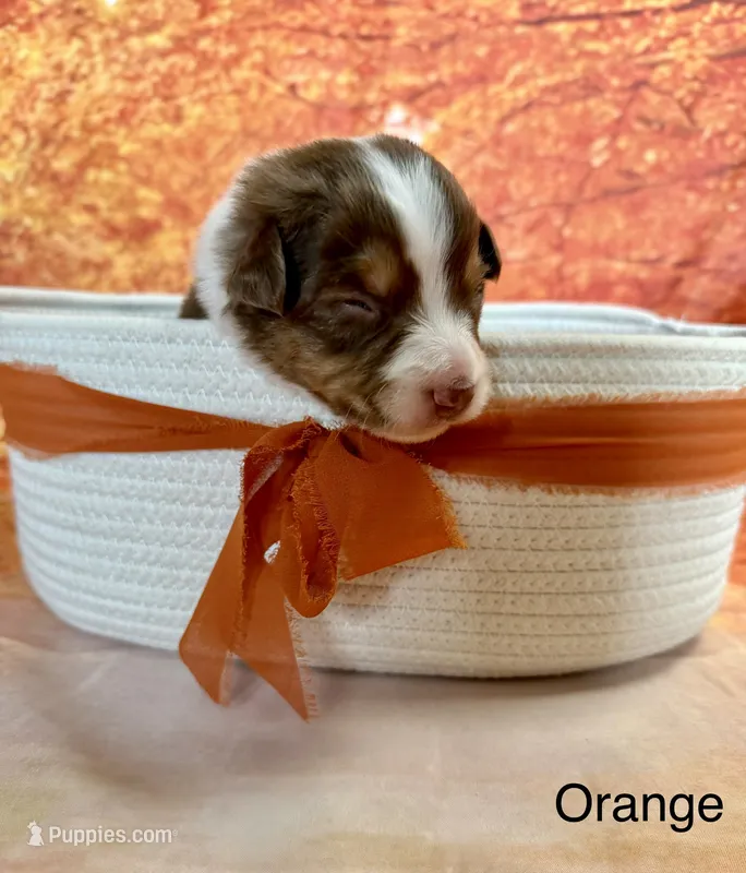 Salem – Australian Shepherd puppy for sale in Corinna, ME