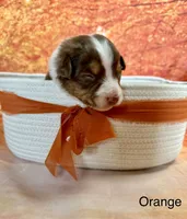 Salem, a male Australian Shepherd for sale in Corinna, ME – 1 of 1