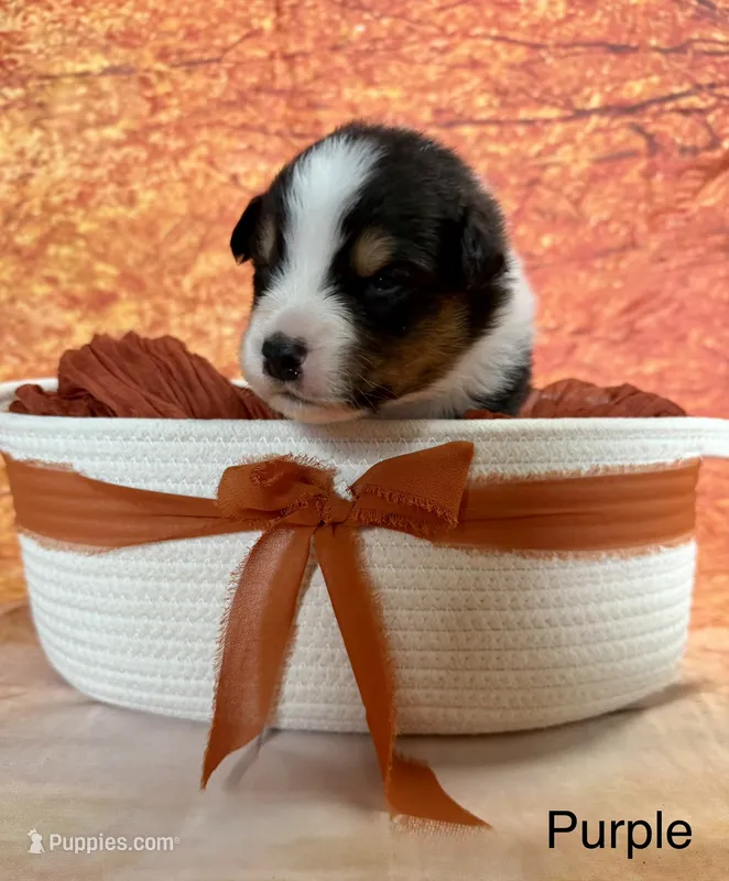 Fang – Australian Shepherd puppy for sale in Corinna, ME