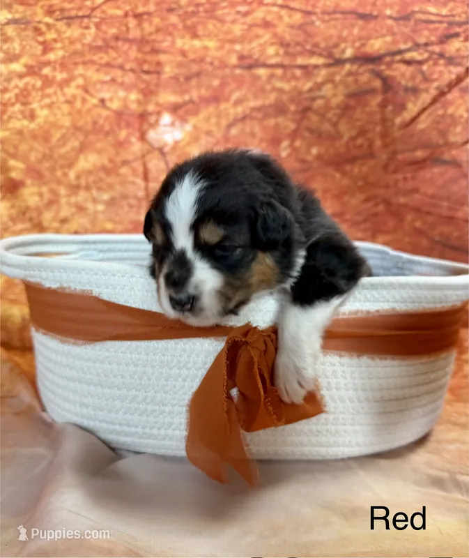 Wednesday – Australian Shepherd puppy for sale in Corinna, ME