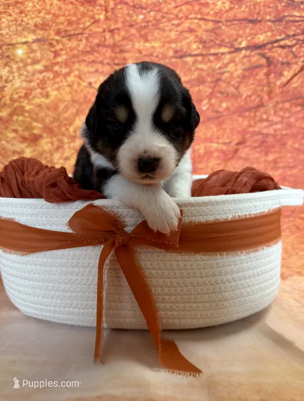 Boo – Australian Shepherd puppy for sale in Corinna, ME