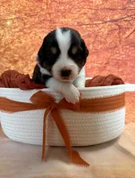 Boo, a male Australian Shepherd for sale in Corinna, ME – 1 of 1