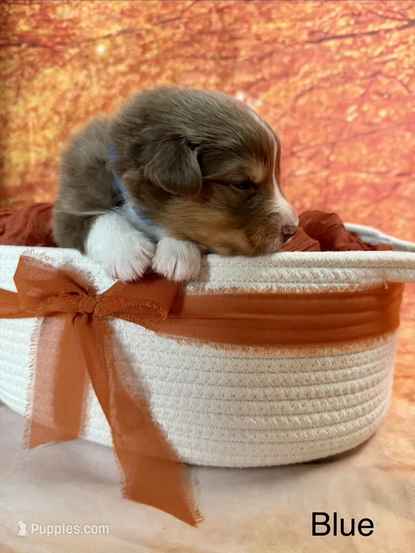 Casper – Australian Shepherd puppy for sale in Corinna, ME