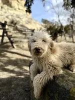 Dude, a male Goldendoodle for sale in Colorado Springs, CO – Photo 3 of 3