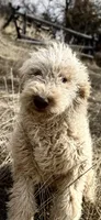 Dude, a male Goldendoodle for sale in Colorado Springs, CO – Photo 1 of 3
