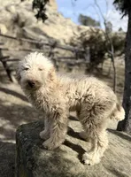 Dude, a male Goldendoodle for sale in Colorado Springs, CO – Photo 2 of 3