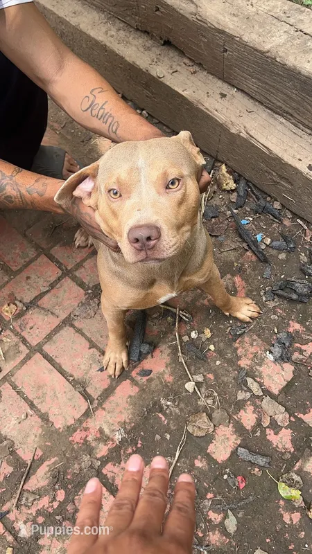 Baby  – American Bully puppy for sale in Kansas City, MO
