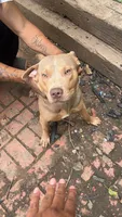Baby , a male American Bully for sale in Kansas City, MO – 1 of 1