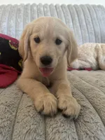 Peanut, a male Golden Retriever for sale in Riverview, FL – 4 of 6