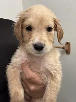 Molly, a female Golden Retriever for sale in Riverview, FL – 2 of 2
